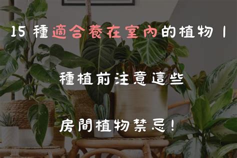 室內植物|15 種適合養在室內的植物｜種植前注意這些房間 